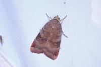 Noctua janthe