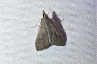 Mecyna asinalis