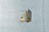 Rivula sericealis