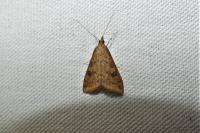 Udea ferrugalis