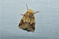 Cirrhia icteritia