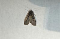 Xestia c-nigrum