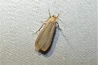Katha depressa