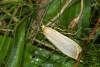 Katha depressa