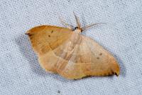 Watsonalla binaria/uncinula