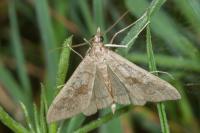 Mecyna asinalis