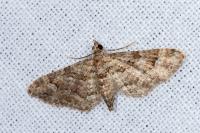 Gymnoscelis rufifasciata