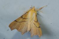 Ennomos erosaria