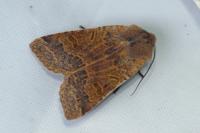 Agrochola lychnidis