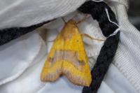 Atethmia centrago