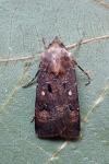Agrotis trux