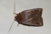 Conistra ligula