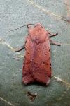 Agrochola lychnidis