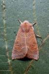 Cirrhia ocellaris