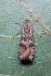 Nomophila noctuella