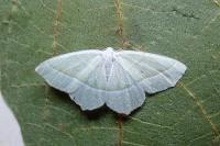 Campaea margaritaria