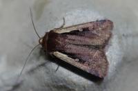 Ochropleura plecta