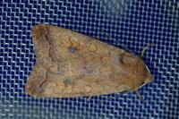 Sunira circellaris