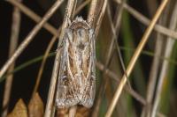 Agrotis graslini