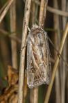 Agrotis graslini