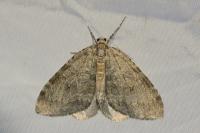 Epirrita dilutata