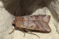 Agrochola lychnidis