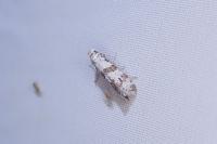 Scythropia crataegella