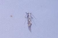 Elachista biatomella