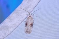 Agonopterix alstroemeriana