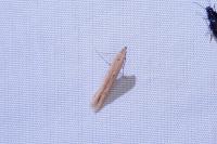 Batrachedra parvulipunctella