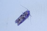 Blastobasis glandulella
