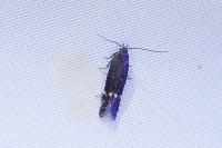 Aproaerema anthyllidella