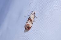 Cochylis hybridella