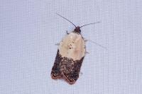 Acleris variegana