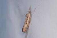 Agriphila geniculea