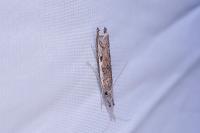 Platytes alpinella