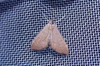 Anania terrealis