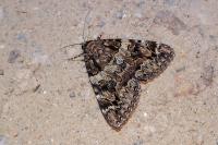 Catocala coniuncta