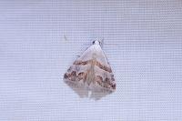 Eublemma candidana