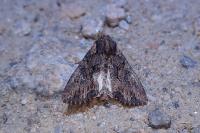 Mniotype solieri