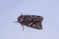 Dryobotodes tenebrosa