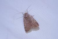 Caradrina flavirena