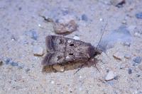 Agrotis trux