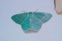 Chlorissa viridata