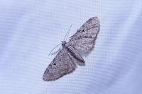 Eupithecia virgaureata