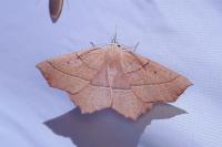Gerinia honoraria