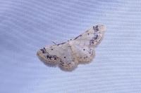 Idaea trigeminata