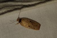 Agonopterix yeatiana