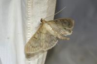 Patania ruralis
