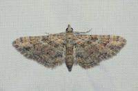 Gymnoscelis rufifasciata